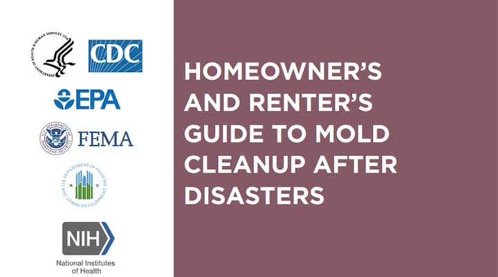 Mold Cleanup Guide