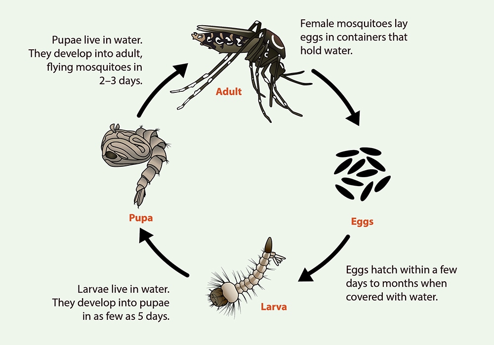 Aedes species lifecycle. Eggs to Larva to Pupa to Adult.