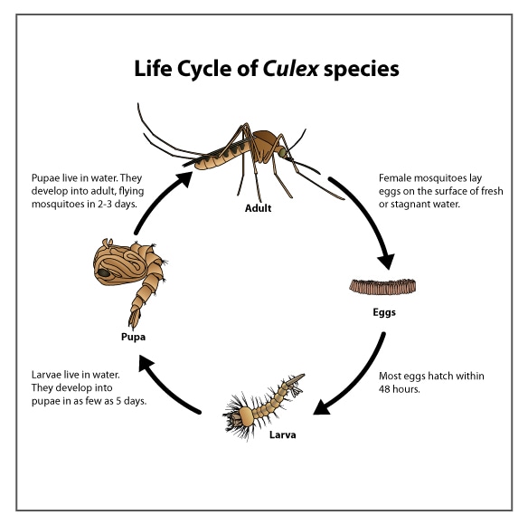 Life Cycle of Culex Species Mosquitoes | Mosquitoes | CDC