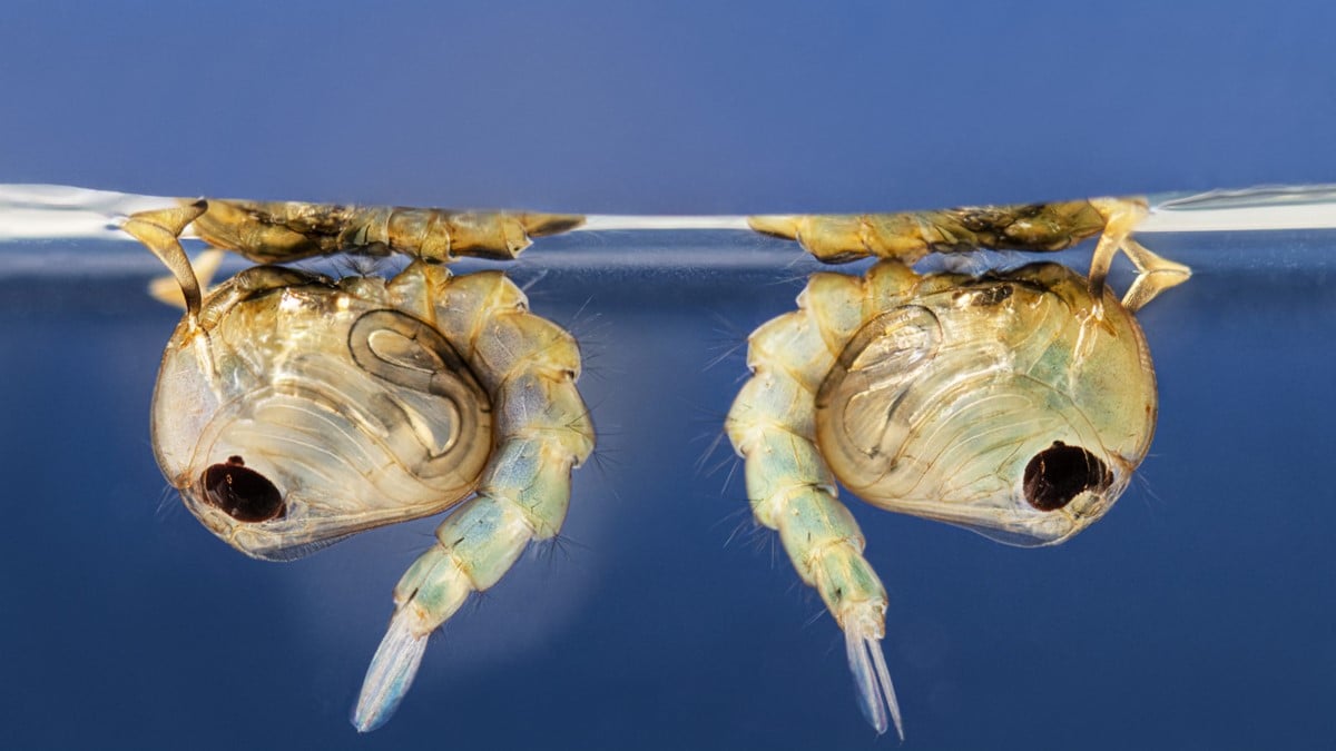 Photo of Culex quinquefasciatus mosquito pupae