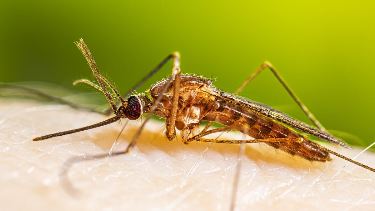Photo of a female Anopheles quadrimaculatus mosquito resting on a person's arm before taking a blood meal.