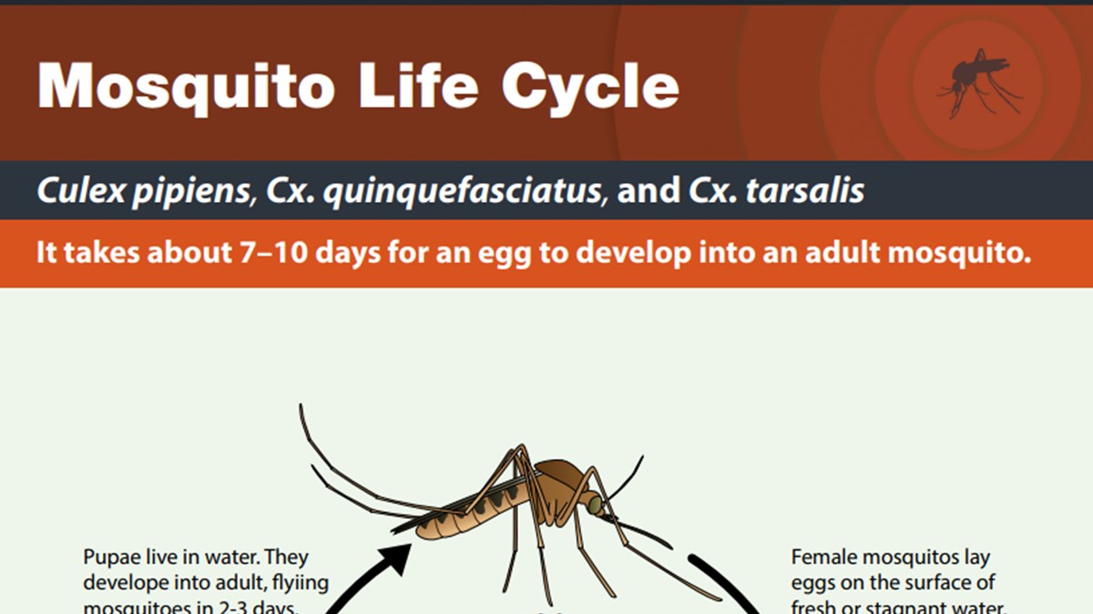 Art for Mosquito Life Cycle Culex Species