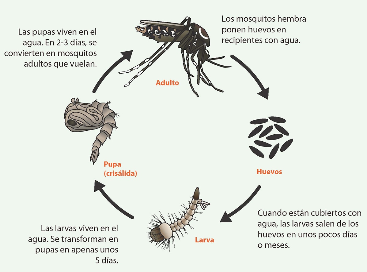 Ciclo de vida de la especie Aedes. De huevo a larva, a pupa y adulto.