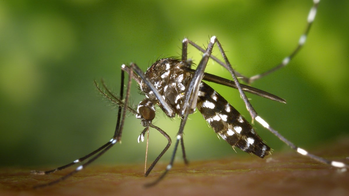 Foto de un mosquito hembra Aedes albopictus empezando a alimentarse de sangre.