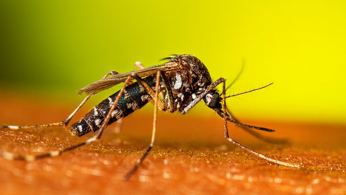 Mosquito Aedes albopictus hembra descansando.