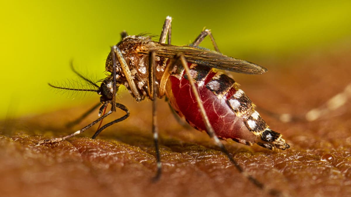 Un mosquito adulto Aedes aegypti hembra alimentándose de la sangre de una persona.