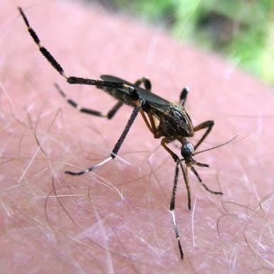 Este mosquito de agua de inundación pica agresivamente pero no les propaga microbios a las personas. Cortesía de Sean McCann.