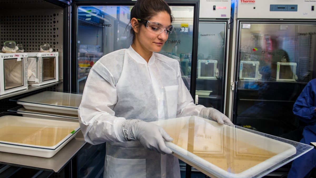 Un entomólogo inspeccionando larvas de mosquitos que se crían en un laboratorio de los CDC.