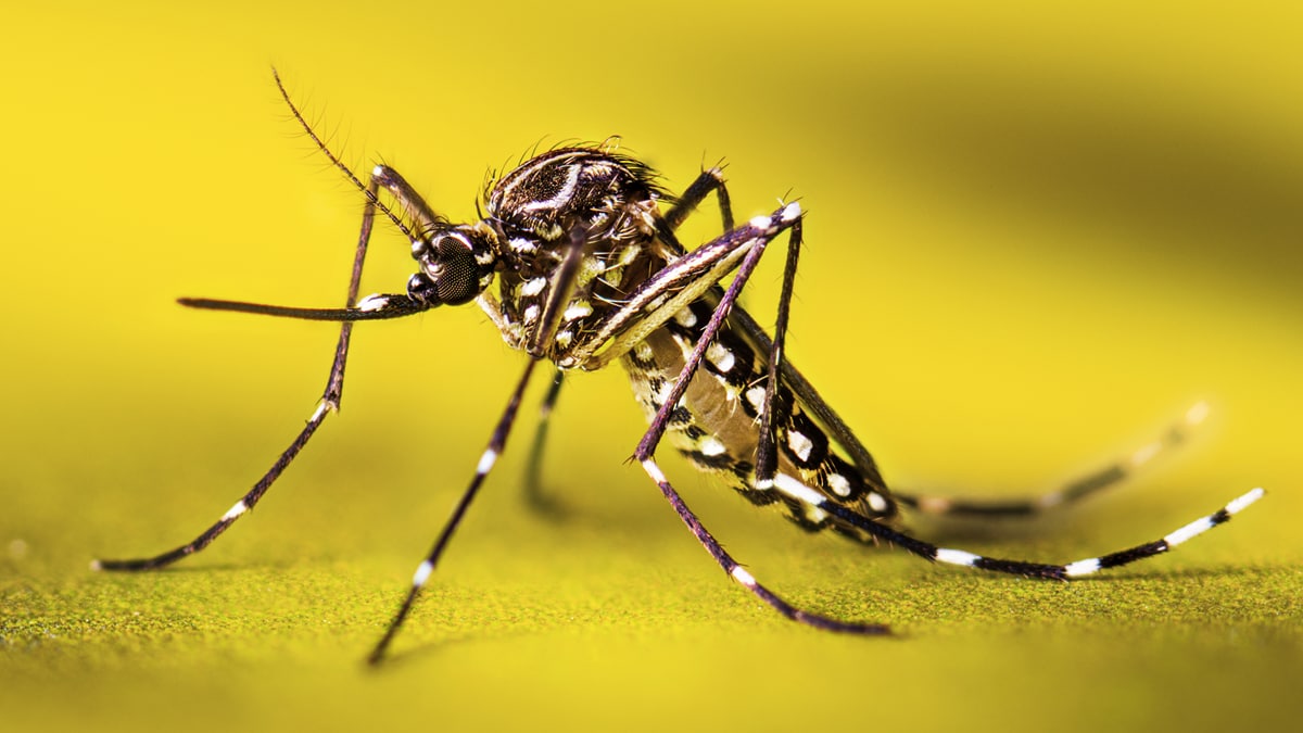 Adult female Aedes aegypti resting.