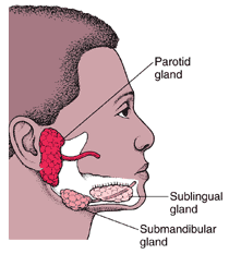 pictures showing parotid, sublingual, and submandibular glands