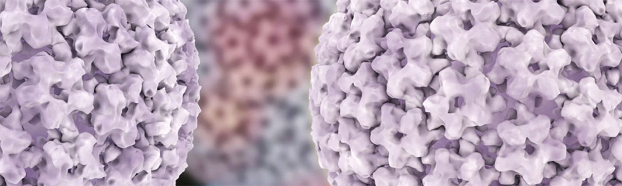 Human papillomavirus (HPV) Human papillomavirus (HPV)