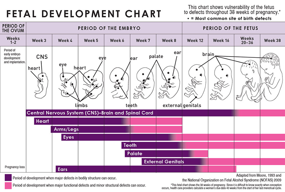 intro02 Fetal development chart diagram where central nervous development is shown to be present throughout