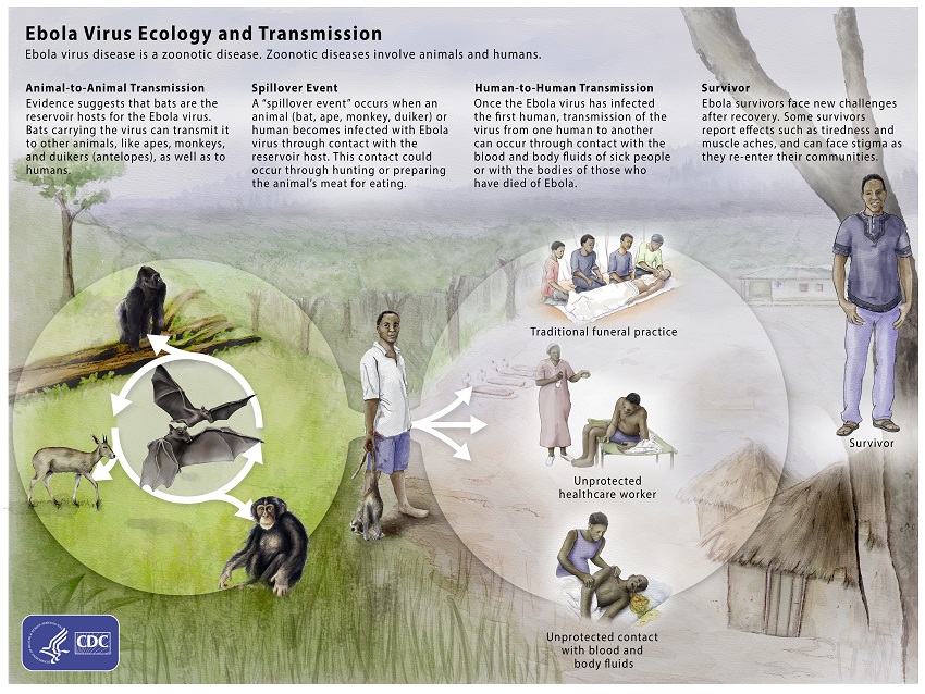 02-ebola-ecology Ebola Virus Ecology and Transmission Graphic