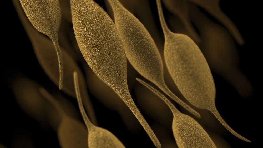 A computer-generated image of Mycoplasma pneumoniae bacteria.