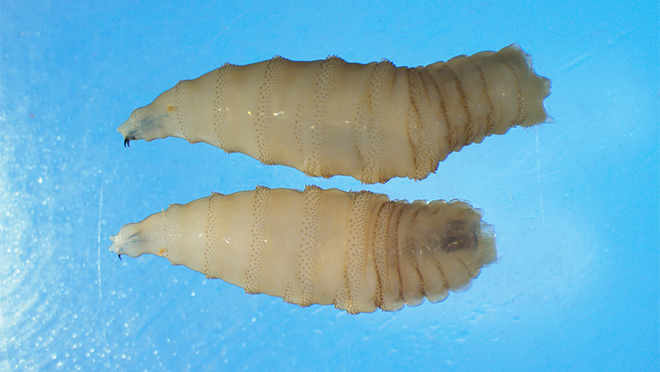 Two whole New World screwworm larvae