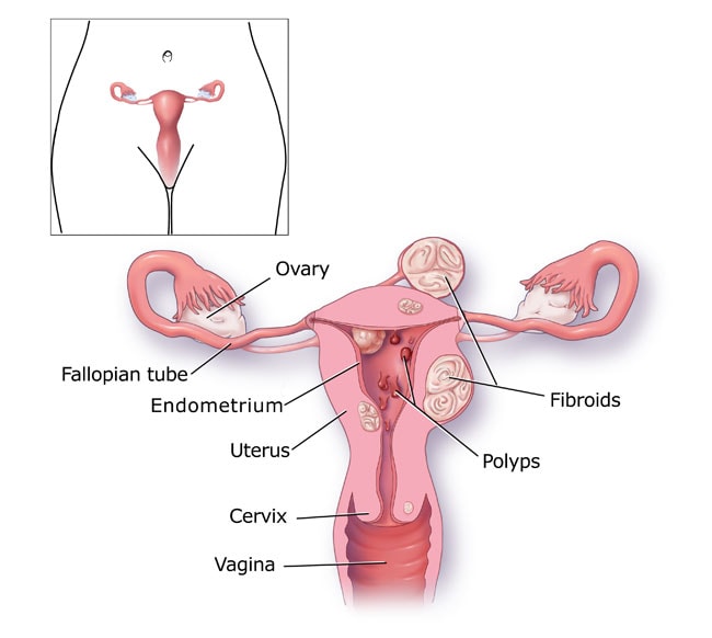 uterine tissue during period