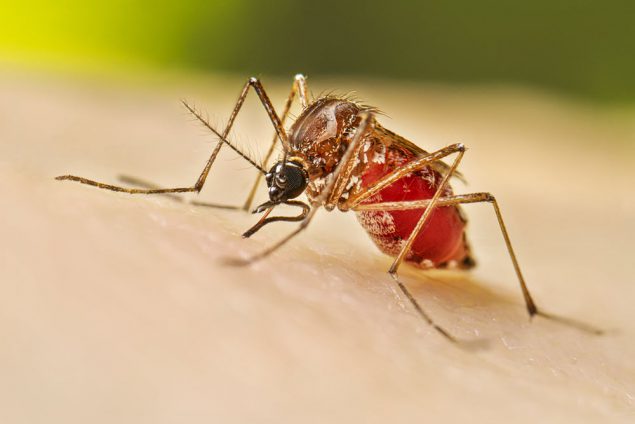 dengue mosquito bite