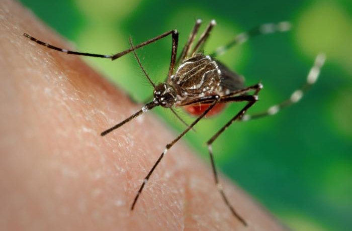 Mosquito bite prevention for travellers - Canada.ca