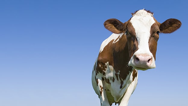 : A brown and white cow against a background of a blue sky.