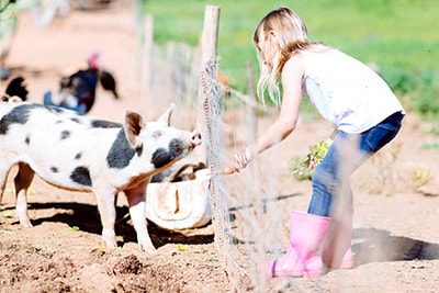 A girl feeding a pig through a fence