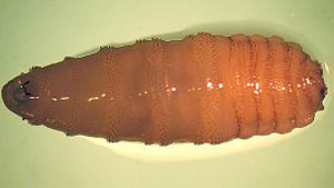 A Cochliomyia hominivorax on an off white background