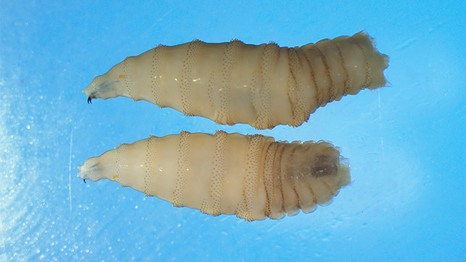 Two individual larvae on a blue background