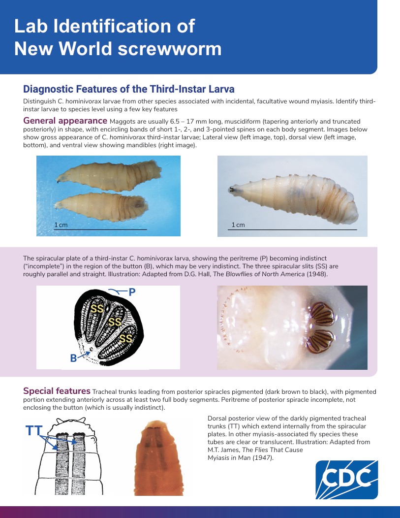 Laboratory Identification of New World screwworm