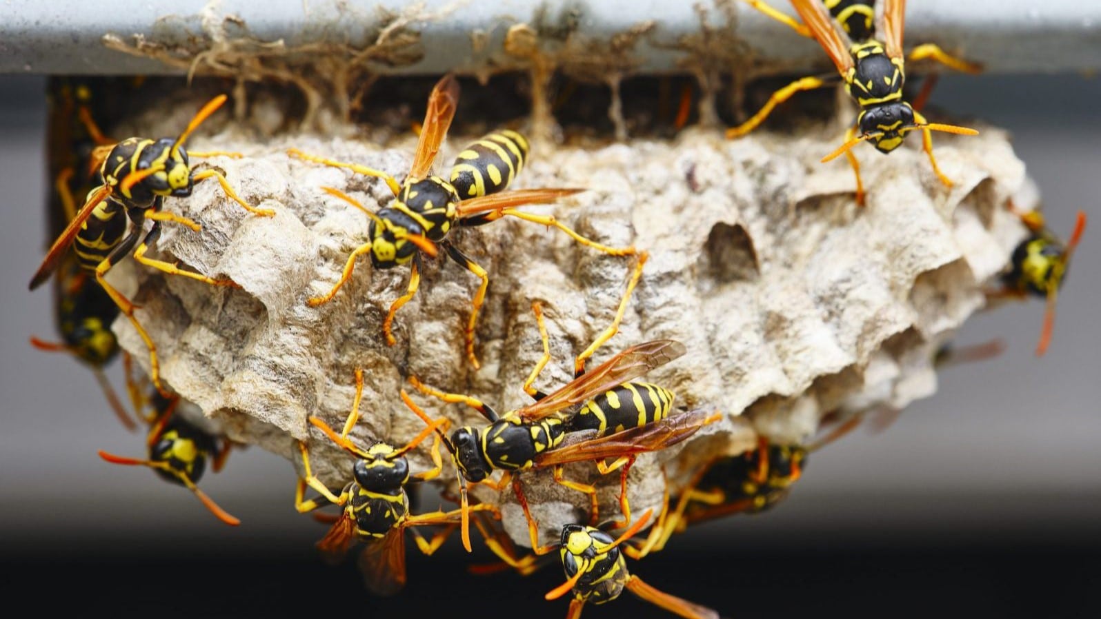 Wasp nest with multiple wasps