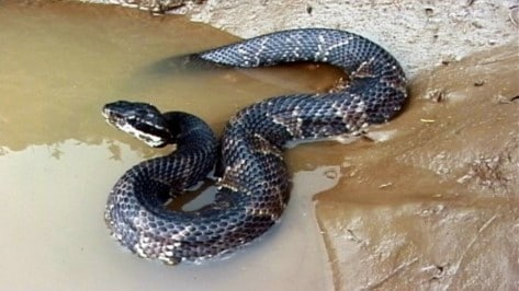 Cottonmouth snake partially on rocks and partially in water.