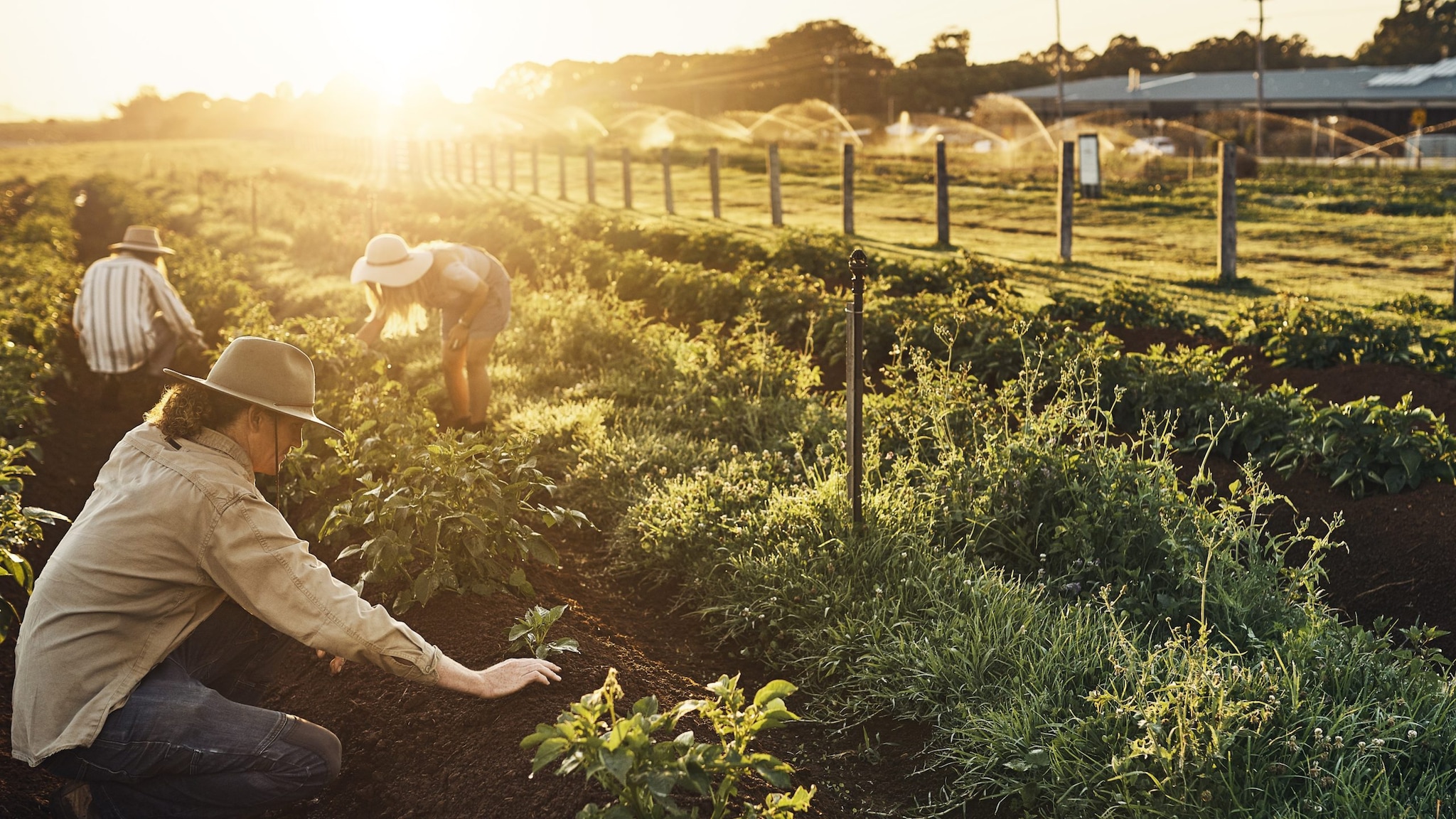 three people planting crops in a field.