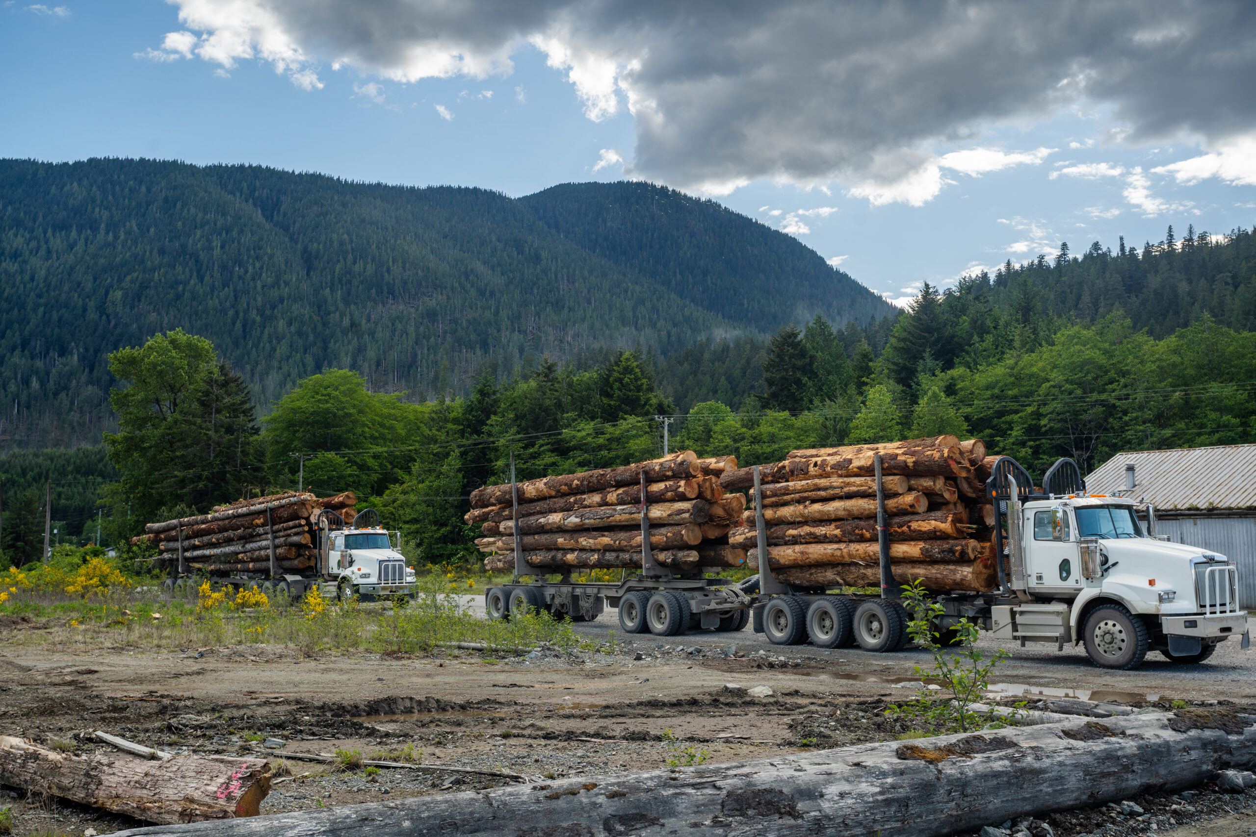 Logging trucks