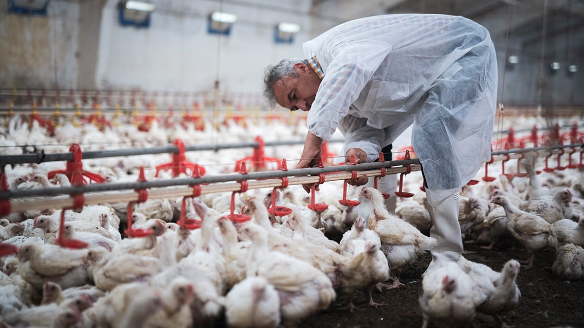 white chickens surrounding a worker wearing a white protective suit