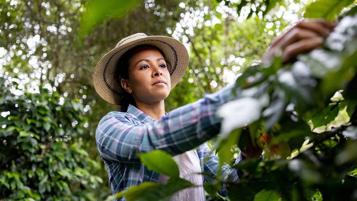 Female working in an orchard.