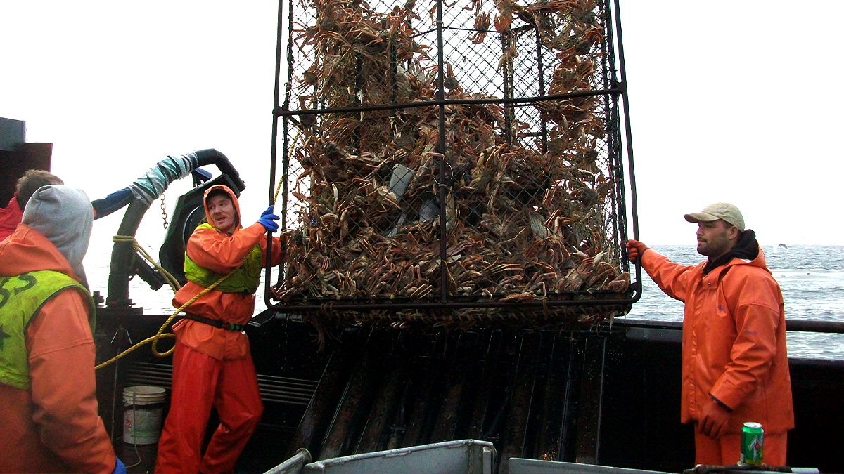 Pescadores comerciales en el mar de Bering llevando una trampa para cangrejos a la cubierta. Foto de Johnathan Hillstrand