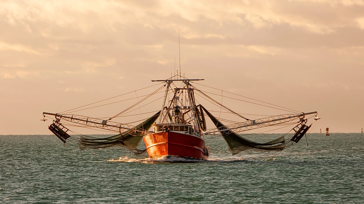 Shrimp boat with its distinctive rigging heading out from Key West, FL. Image by Jason Cordell, Getty Images.