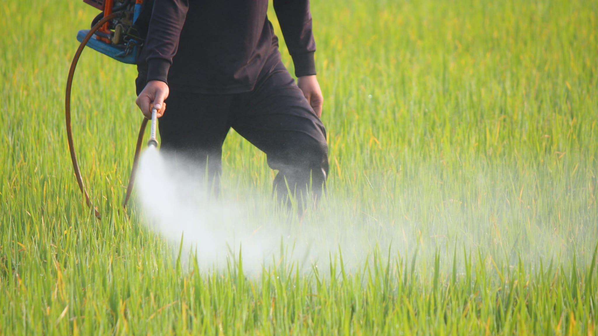Worker spraying pesticide on crop.