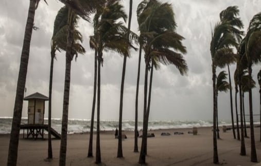Wind blowing palm trees on a beach