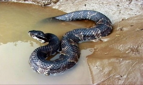 Types of Venomous Snakes, NIOSH