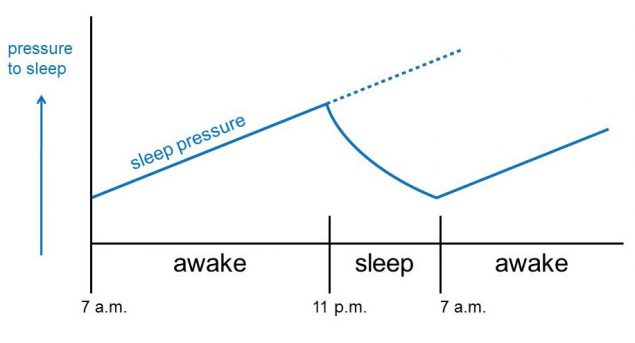 Figure 2.3. Homeostatic sleep drive is the pressure to sleep ("sleep pressure" on graph). Figure 2.3. Homeostatic sleep drive is the pressure to sleep ("sleep pressure" on graph).