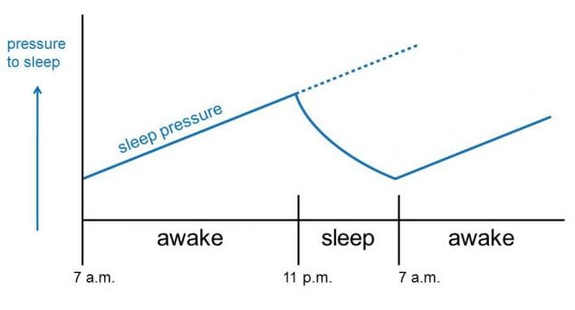 Figure 2.3. Homeostatic sleep drive is the pressure to sleep ("sleep pressure" on graph).