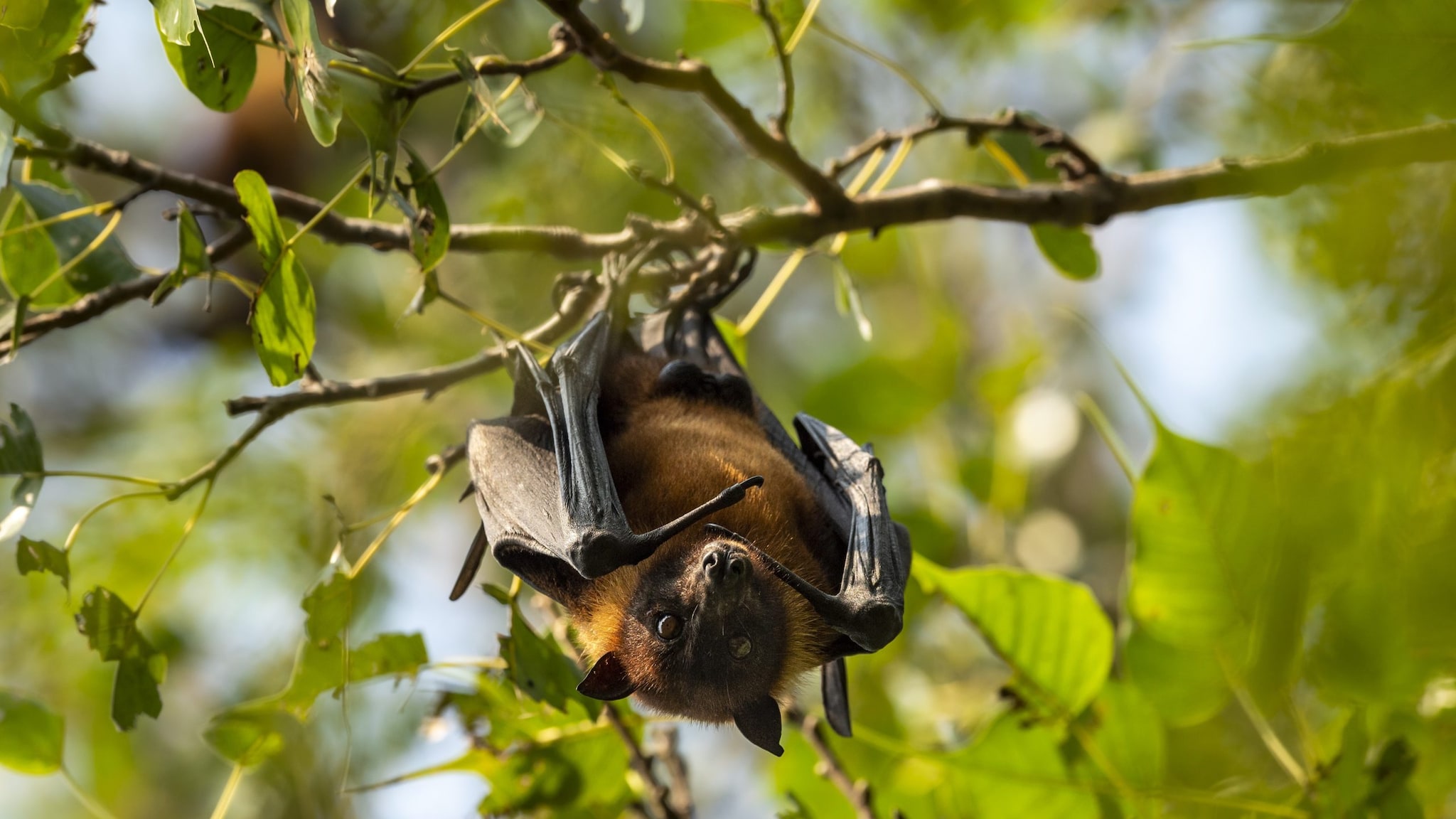 A flying fox fruit bat hangs upside down in a tree