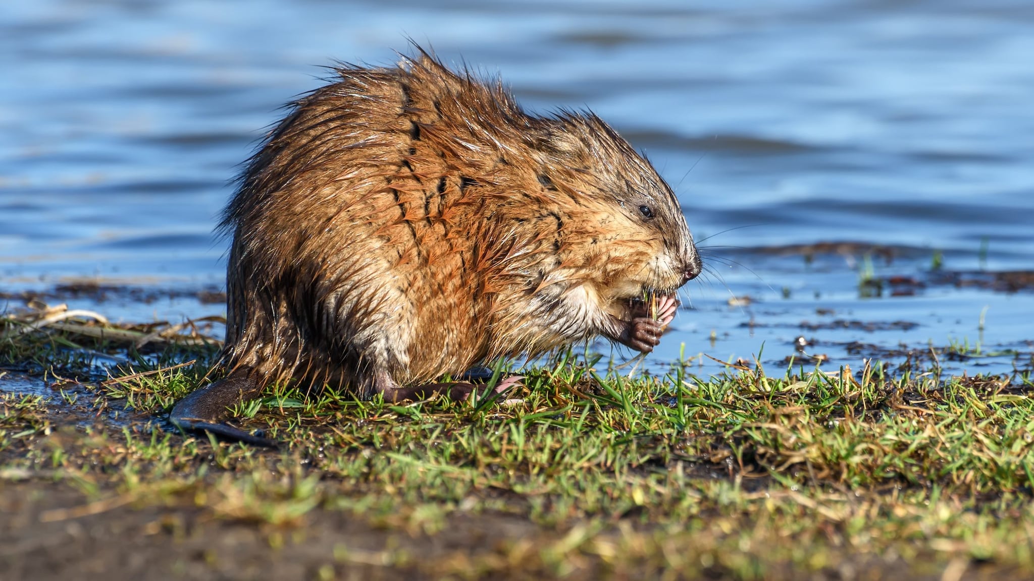 Muskrat eating grass by a river