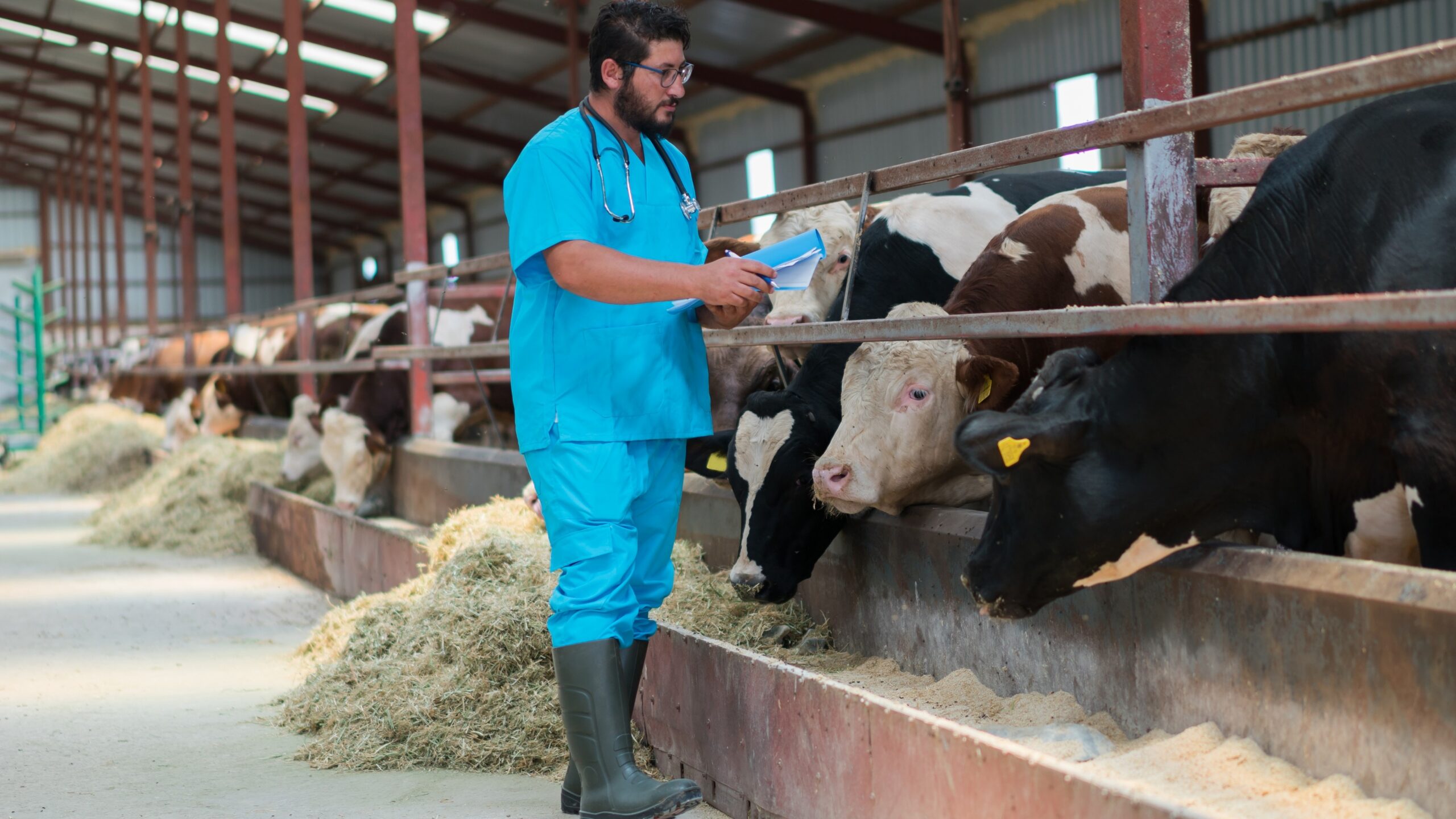 Veterinarian holding a notebook while inspecting cows in a barn.