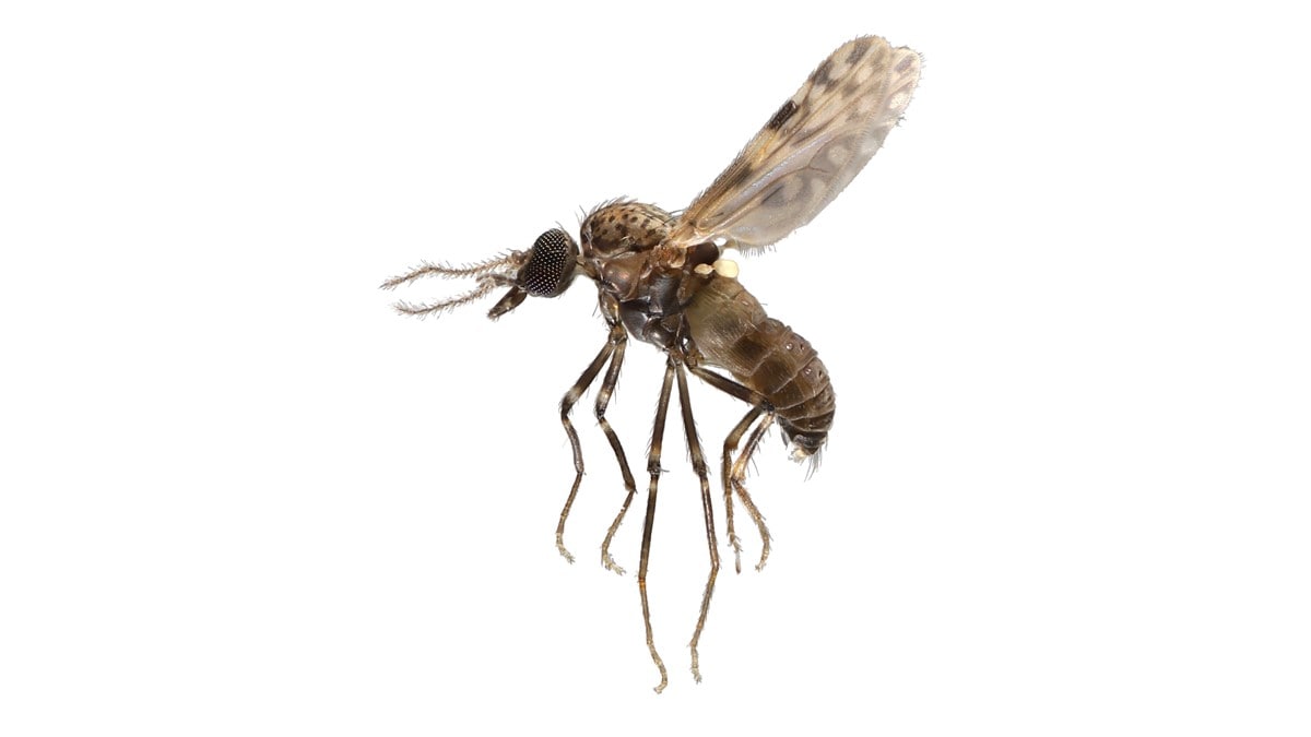 Photo of Culicoides furens, a biting midge that can spread Oropouche virus to people and animals.