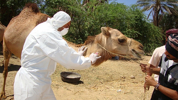 MERS responder working with camel