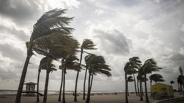 Palm trees blowing in hurricane winds