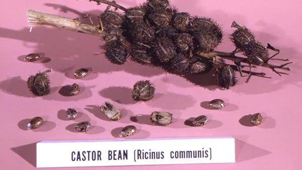 Castor Beans