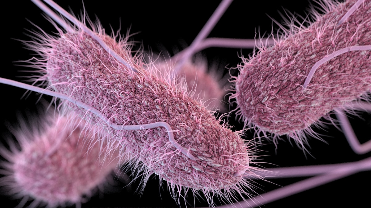 microscopic image of Salmonella