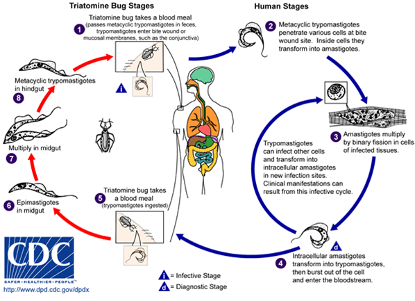 The life cycle of Trypanosoma Cruiz. The description of this image is contained in the text.