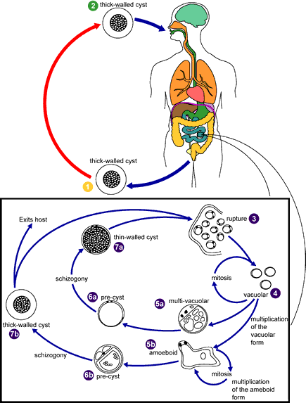 CDC - Blastocystis - Biology